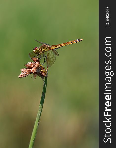 Sympetrum Kunckeli