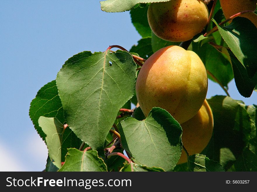 Apricots In Tree
