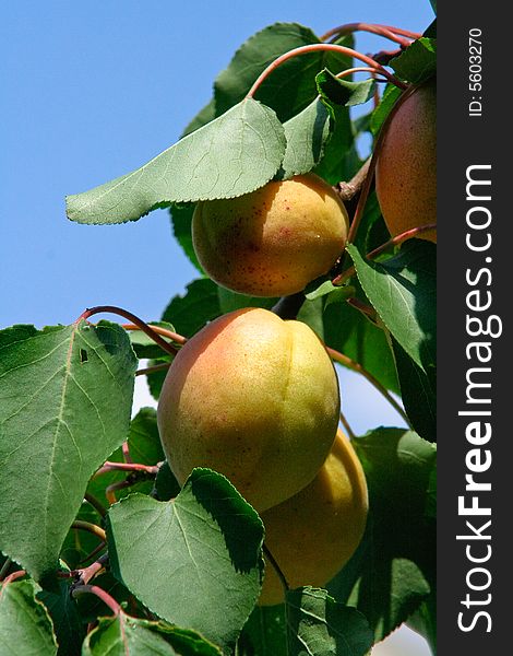 Apricots fruits in the tree, with green leafs. Vertical view. Apricots fruits in the tree, with green leafs. Vertical view.