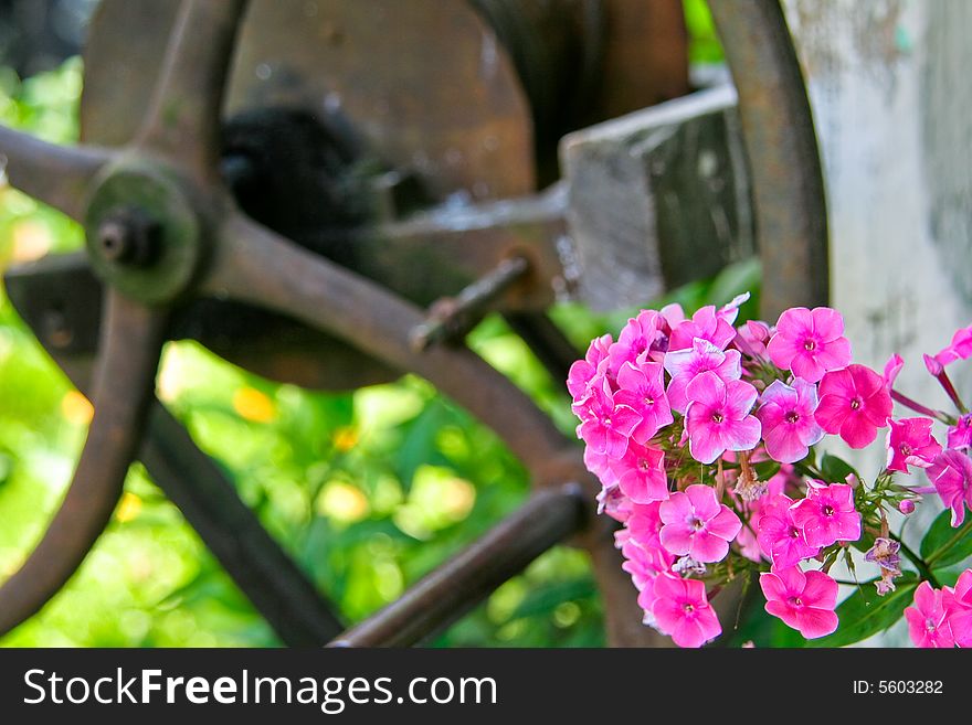 Pink flowers with a fountain wheel in background.