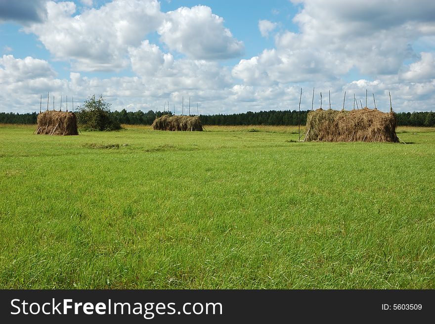Tree haystacks on the meadow, north Russia. Tree haystacks on the meadow, north Russia