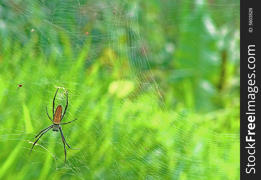 Spider Waiting On The Web