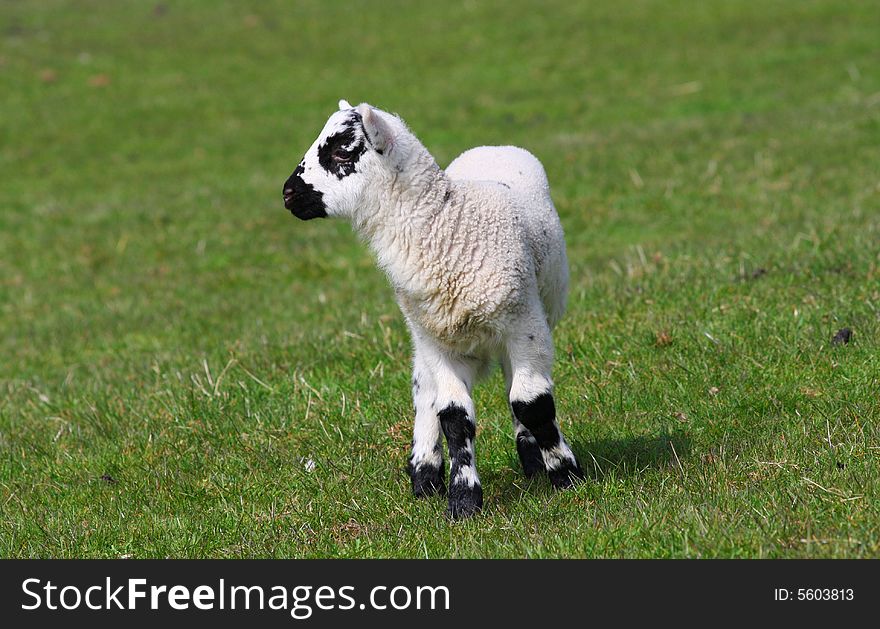 New born lamb Wales UK