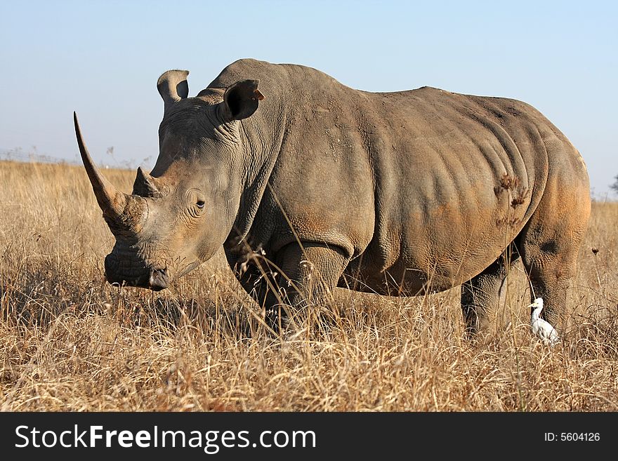 Rhino walking in the field in Africa.