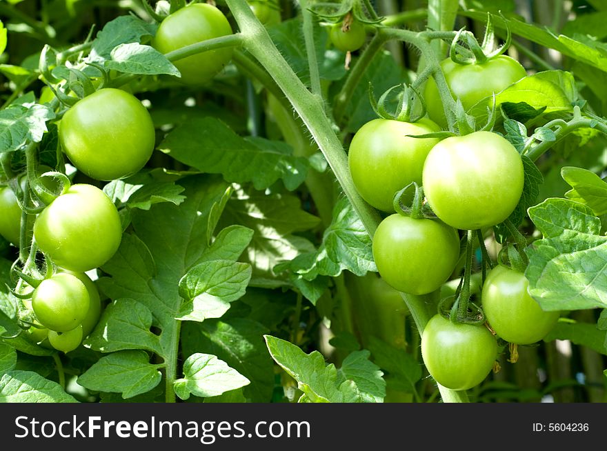 Tomato plant in the garden
