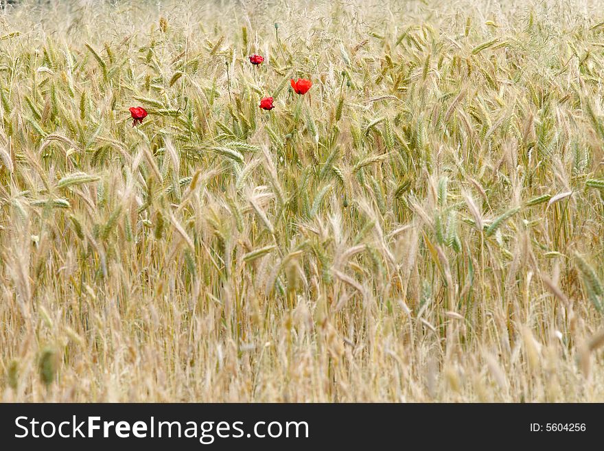 Wheat field and four poppies. Wheat field and four poppies