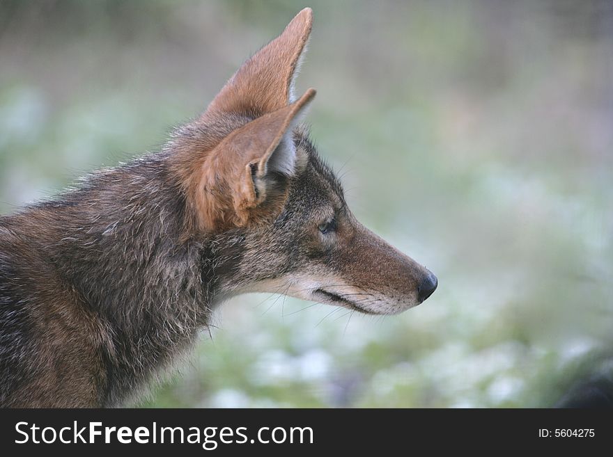 A coyote head and shoulders portrait, landscape format.