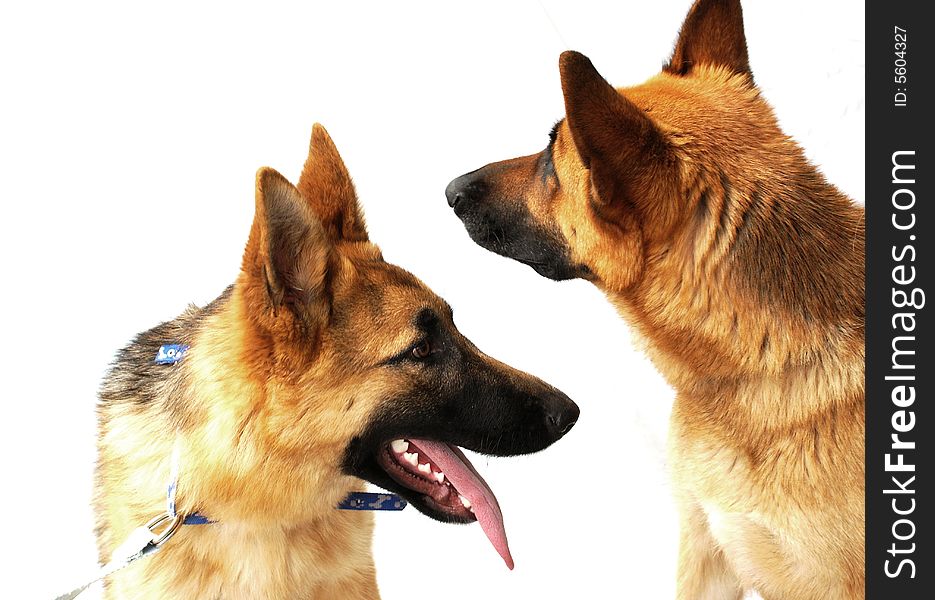 Portrait of a German Shepherd dog on a white background.