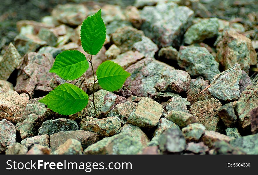 Small green plant in stones