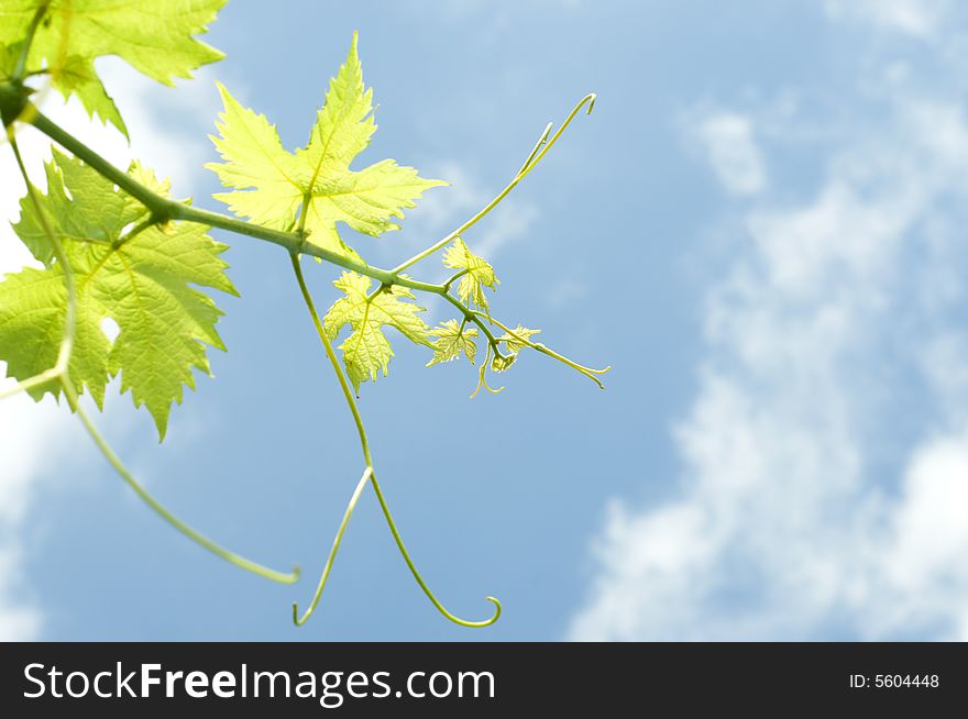 Grape plant on sky background