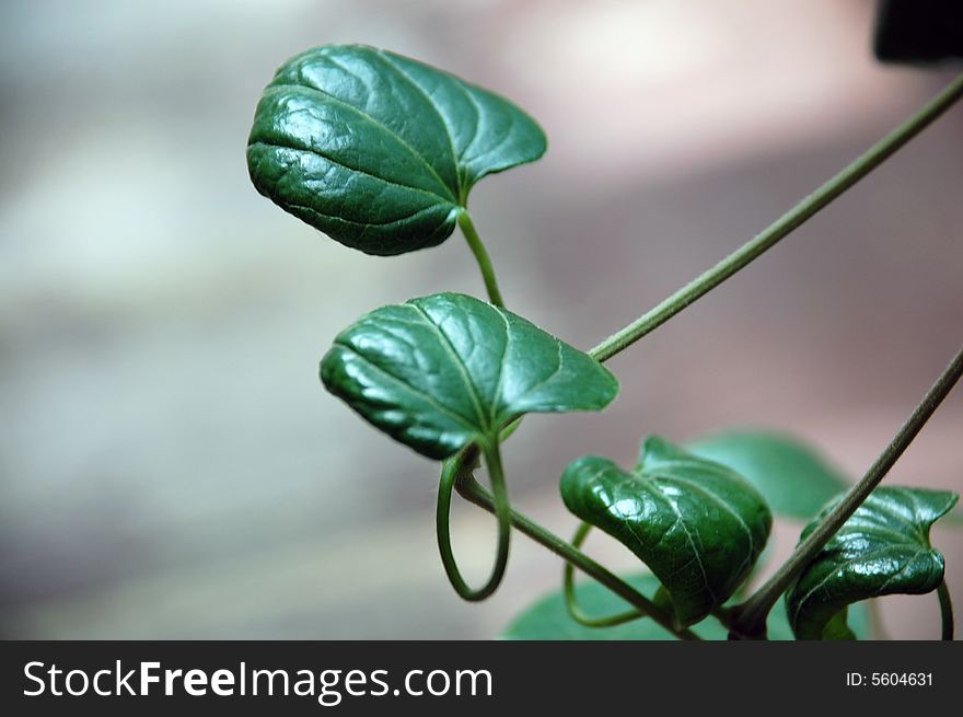 Clematis Leaves on a vine. Clematis Leaves on a vine