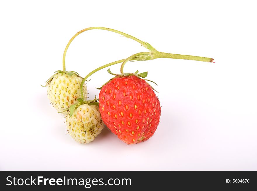 Strawberries on a branch isolated on white background