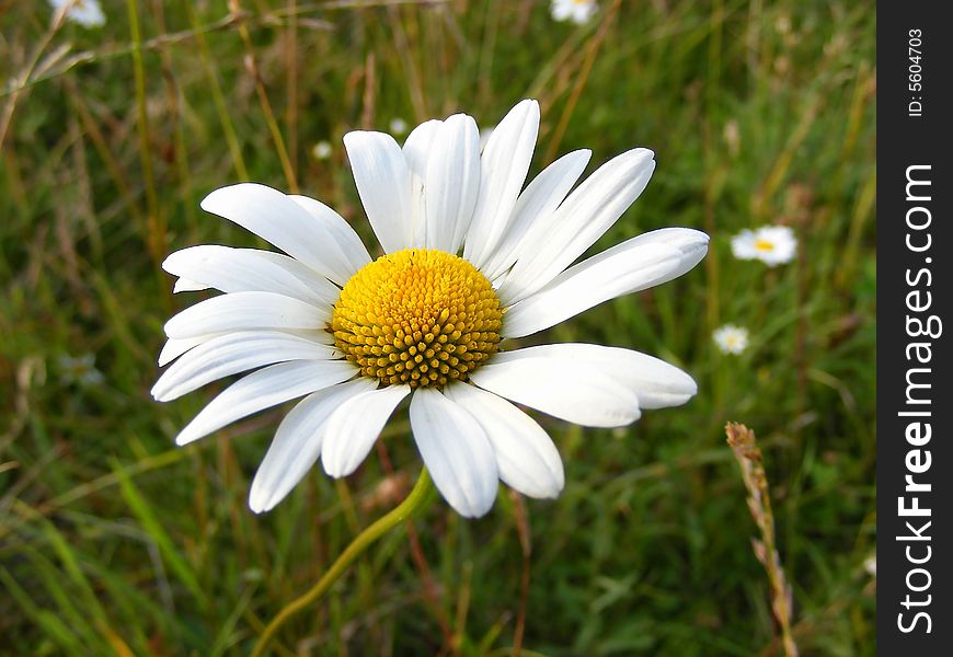 A flowering and beautiful camomile.