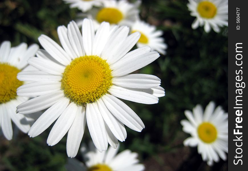 White daisy with multiple others in the background