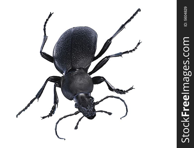 Isolated Black Beetle