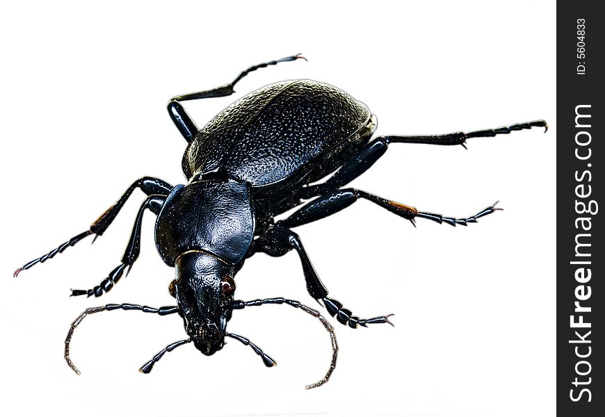 Huge isolated black ground beetle on white background. Huge isolated black ground beetle on white background