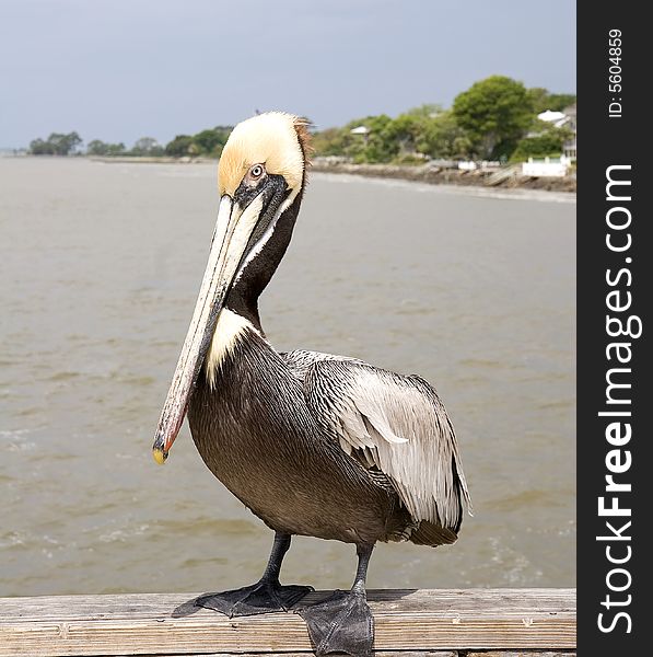 A colorful pelican posing on a pier. A colorful pelican posing on a pier