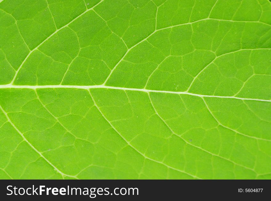 Macro grean leaf texture for background