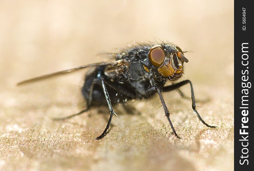 Macro shot of a fly using a sigma 105mm macro lens. Macro shot of a fly using a sigma 105mm macro lens