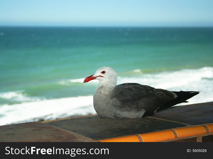 A Heermann's Gull Rests on a Tiled Wall with the Sea of Cortez in the Distance. A Heermann's Gull Rests on a Tiled Wall with the Sea of Cortez in the Distance