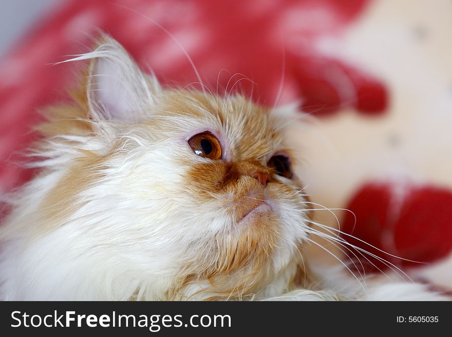 Cat with brown eyes and red background