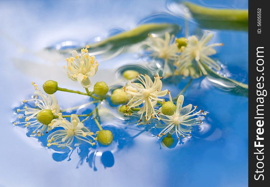 Flowers of linden tree in blue water. Flowers of linden tree in blue water