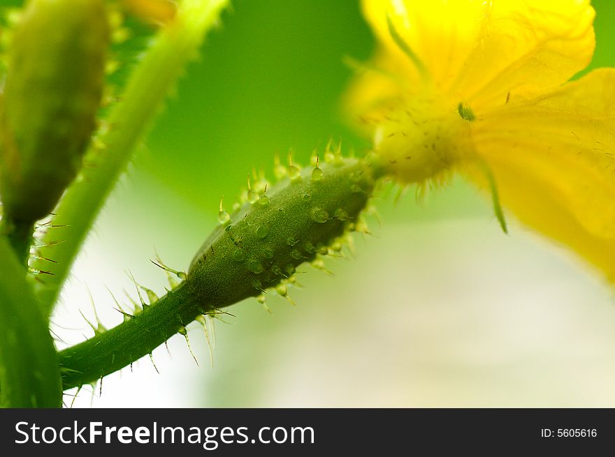 Small growing cucumber ended with yellow flower