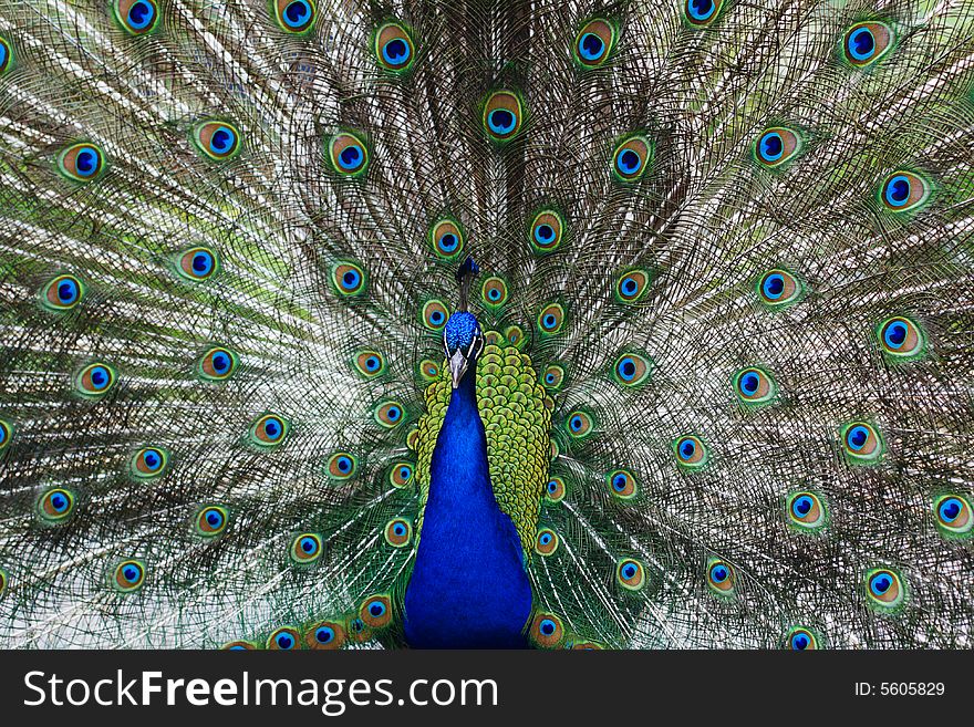 Colorful Peacock peafowl with his tail feathers