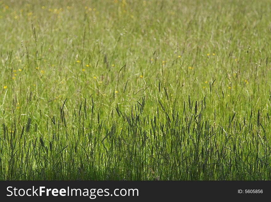 Perfect Sunny Green Grass Background