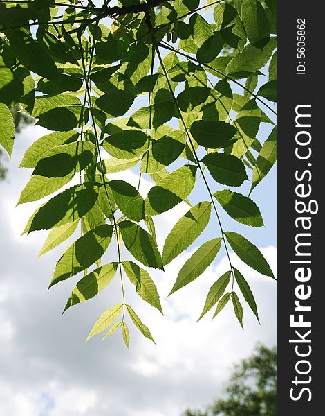 Green leaves on blue sky background