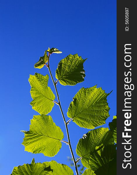 Green Leaves On Blue Sky Background