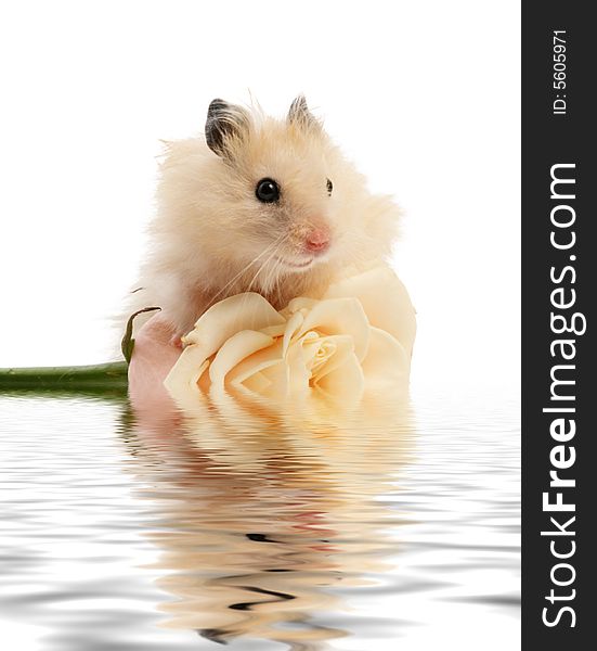 Fluffy hamster with beige rose floating on water. Fluffy hamster with beige rose floating on water