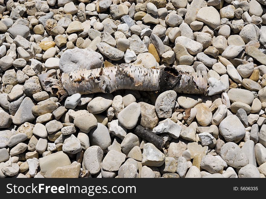 Birch on rocky Beach