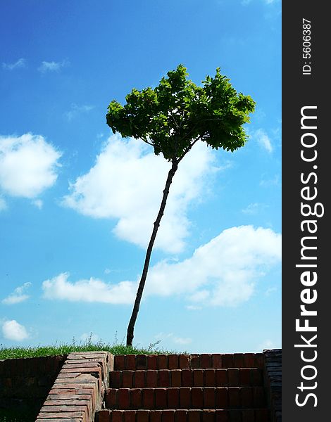 Tree And Clouds