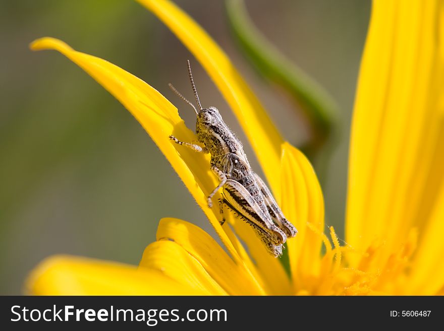 Macro of grasshopper eating flower petal.