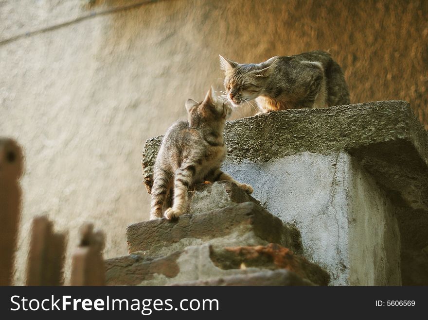 Small cat on the roof with his mother brothers and sisters. Small cat on the roof with his mother brothers and sisters