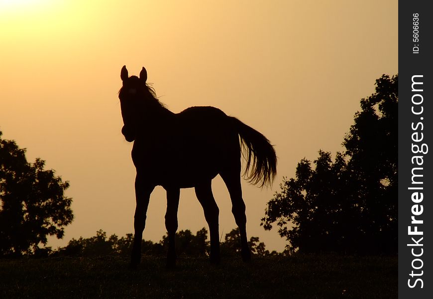 Horse silhouette at sunset on ranch. Horse silhouette at sunset on ranch