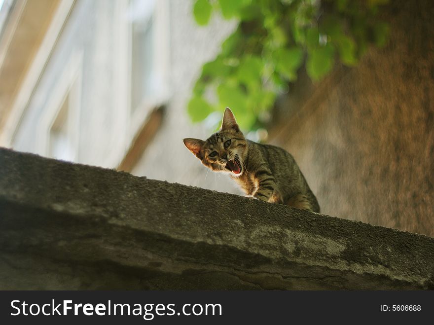 Small cat on the roof. Small cat on the roof