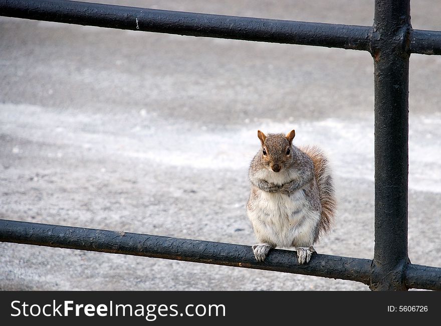 Squirrel rests on a fence