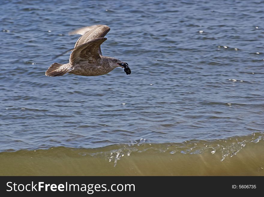 Flying Gull With Marine Cockleshells