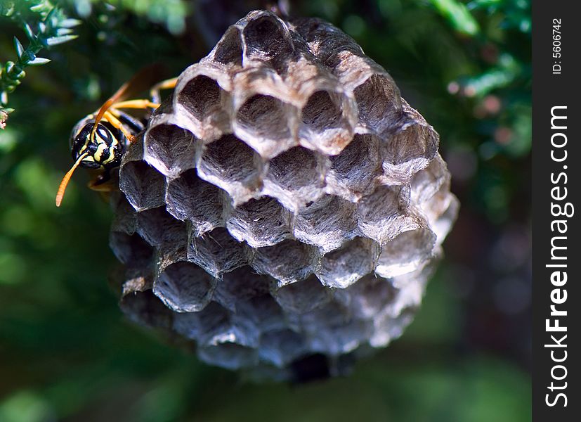 Wasp checks up honeycombs located in the dreg of bush. Wasp checks up honeycombs located in the dreg of bush