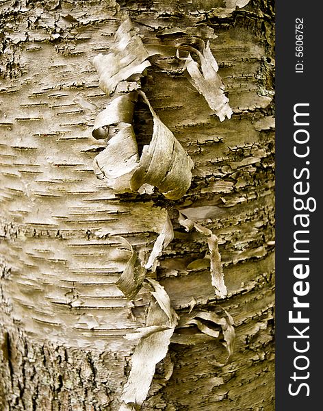 Close up of bark peeling off of a birch tree. Close up of bark peeling off of a birch tree