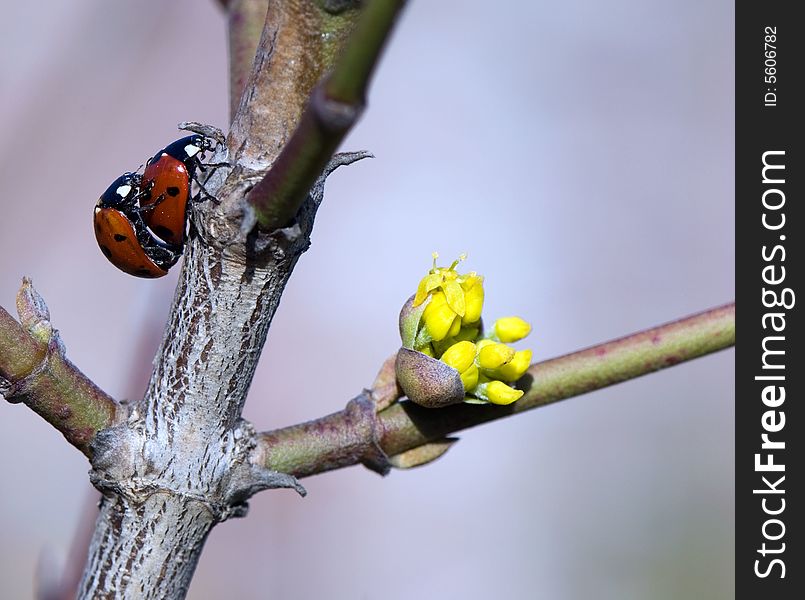 Close-up macro of two loving ladybugs matings. Close-up macro of two loving ladybugs matings.