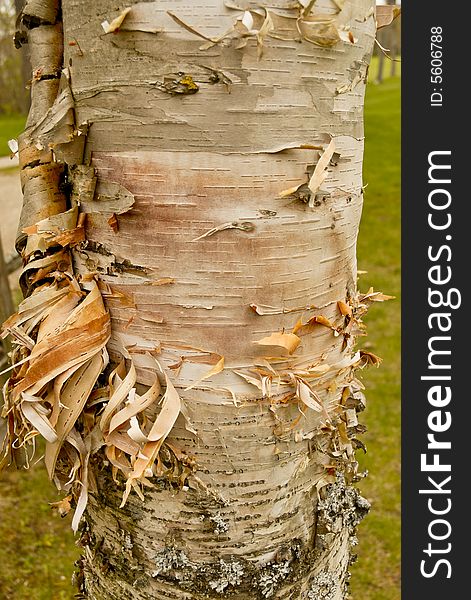 Colorful birch bark peeling, almost shedding off of a birch tree. Colorful birch bark peeling, almost shedding off of a birch tree