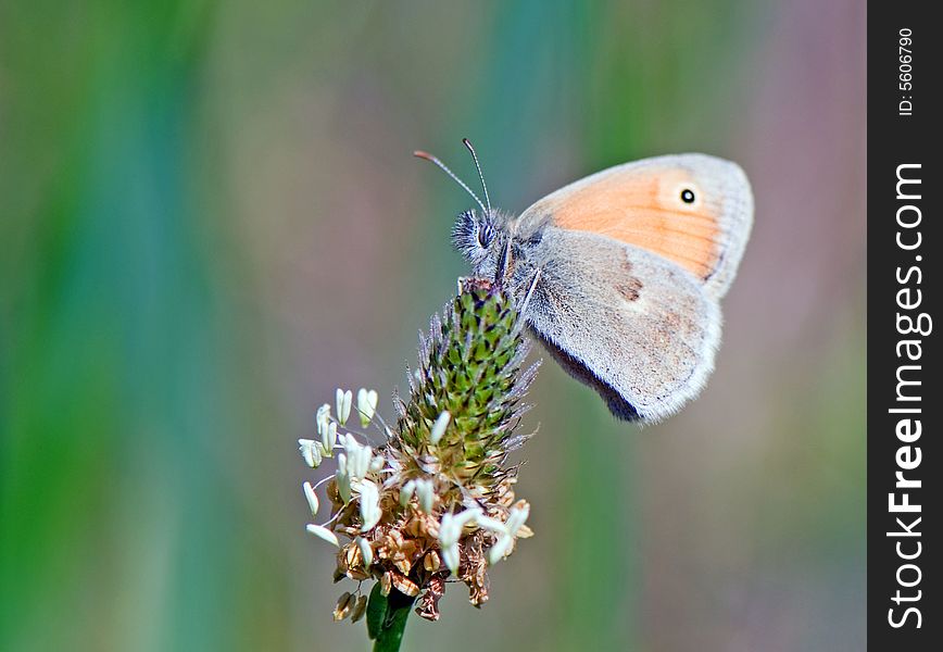 Butterfly on the top of flower collects nectar. Butterfly on the top of flower collects nectar