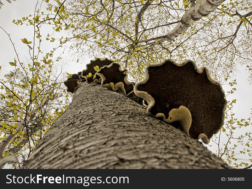 Many large fungal growths attached to a standing dead birch tree