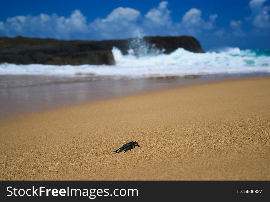 Crab walking on beach with wave crashing in background. Crab walking on beach with wave crashing in background