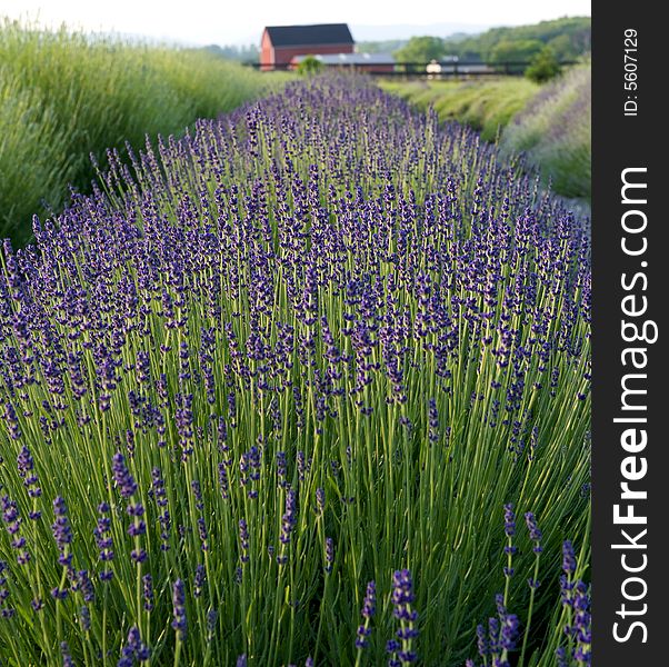 Lavender in full bloom in spring on Virginia farm. Lavender in full bloom in spring on Virginia farm