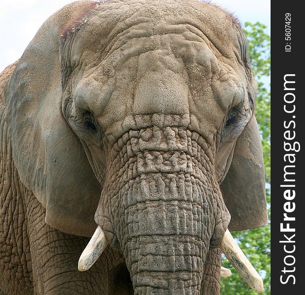 A close up shot of an elephant's eye and tusks. A close up shot of an elephant's eye and tusks