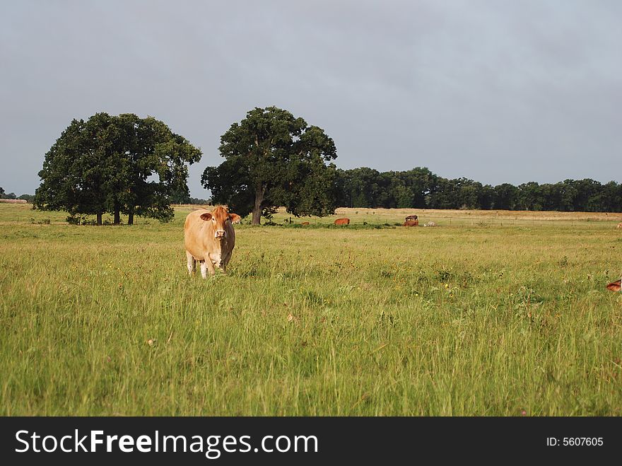 A jersey cow in the middle of a pasture with two live oak trees in the background. A jersey cow in the middle of a pasture with two live oak trees in the background